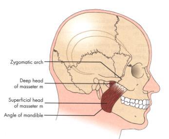 Contents Muscles of mastication Mandibular division of Trigeminal nerve, V 3 Chorda tympani branch of Facial nerve Maxillary artery and vein Medial Lateral Hollinshead, Anatomy for Surgeons, Vol 1,