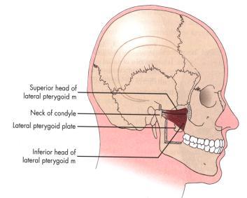 Lateral pterygoid Liebgott, The Anatomical Basis of Dentistry, 2 nd Ed, Mosby, 2001 Liebgott, The Anatomical Basis of Dentistry, 2 nd Ed, Mosby, 2001