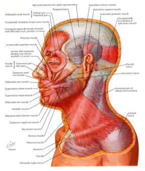 Risorius Mentalis Depressor anguli oris Depressor labii inferioris Orbicularis oris Platysma Netter, Atlas of Human Anatomy, 2 nd Ed, Novartis, 1997