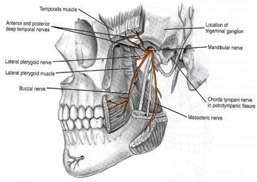 V 3 : Anterior division V 3 : Posterior division Fehrenbach & Herring, Illustrated Anatomy of the Head & Neck, WB Saunders Co, 1996 Motor branches: 1. Deep temporal nerves (2) 2. Masseteric nerve 3.