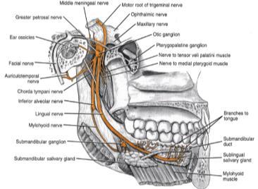 Inferior alveolar nerve - mylohyoid - mental - incisive All sensory except Mylohyoid nerve of the Head & Neck, WB Saunders Co, 1996 V 3 : Posterior division Additional Innervation in the