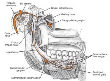 Inferior alveolar nerve - mylohyoid - mental - incisive All sensory except mylohyoid nerve Fehrenbach & Herring, Illustrated Anatomy of the Head & Neck, WB Saunders Co, 1996 Medial View Chorda