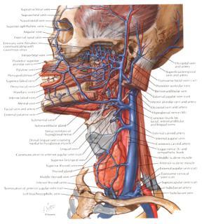 Blood Supply to the Infratemporal Fossa Liebgott, The Anatomical Basis of Dentistry, 2 nd Ed, Mosby, 2001 Maxillary artery Part 2: Pterygoid 1. Deep temporal (2) 2. Medial pterygoid 3.