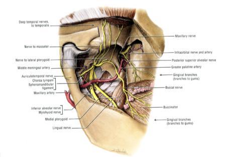 Lingual Blood Supply to the Infratemporal Fossa Liebgott, The Anatomical Basis of Dentistry, 2 nd Ed, Mosby, 2001 Maxillary artery Part 3: Pterygopalatine 1. Posterior superior alveolar 2.