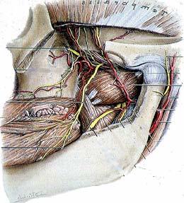 Maxillary artery Terminal branch of