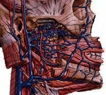 Pterygoid venous plexus Network of vein in infratemporal fossa, surrounding maxillary artery Situate between temporal and