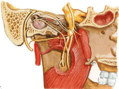 Undivided trunk of CN V3 Meningeal branch, enter foramen spinosum Nerve to