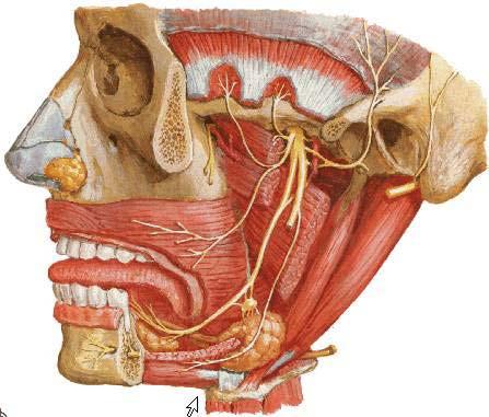 Branches of posterior division of CN V3 Lingual nerve supply floor of mouth, lingual gingiva,