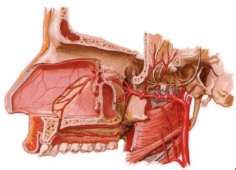 Contents of Pterygopalatine Fossa Third part of maxilllary artery & its branches