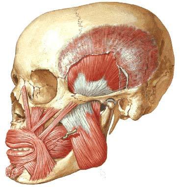 Contents of temporal fossa temporal fascia temporal muscle