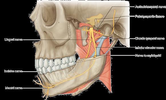 Nerves: mandibular n. 1. entering infratemporal fossa through foramen ovale 2.