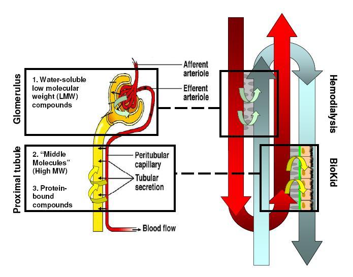 Bioartificial kidney