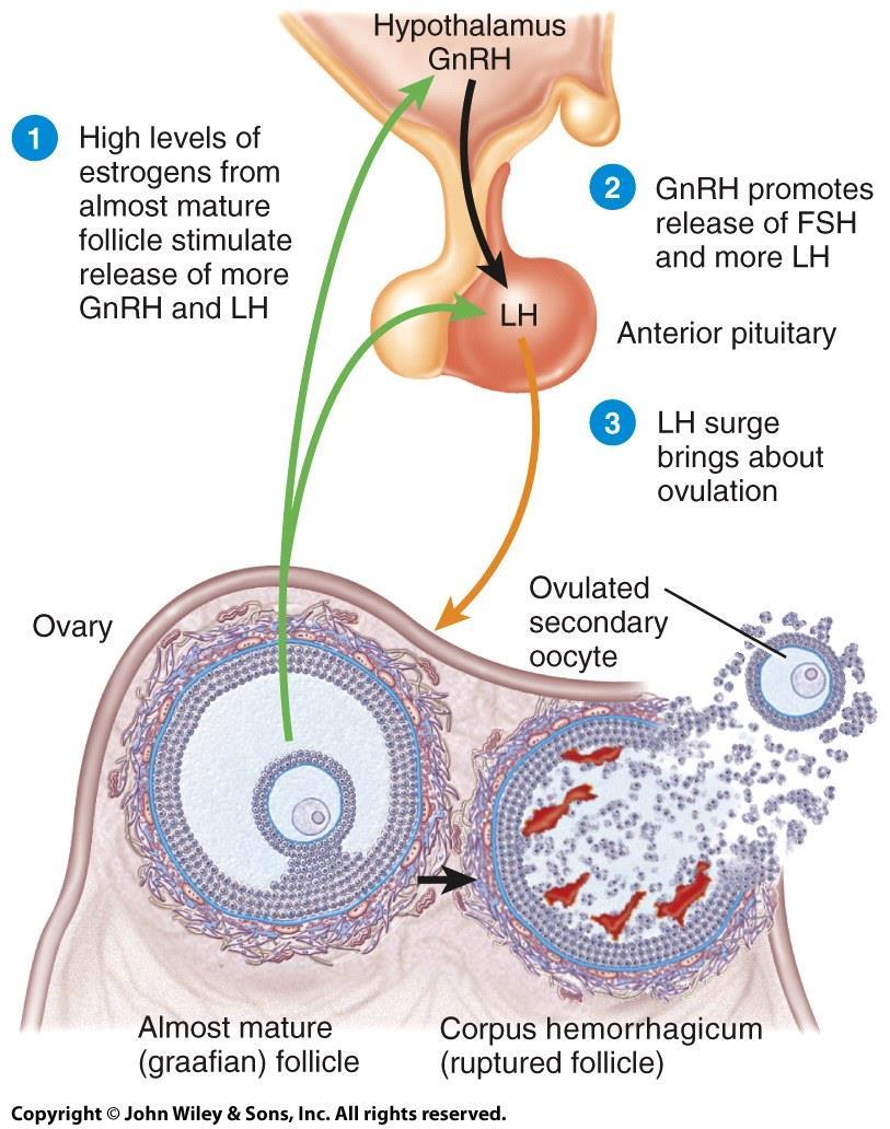Ovulation: Day 14 o The rupture of the mature (Graafian) follicle and the release of the secondary oocyte into the pelvic cavity.