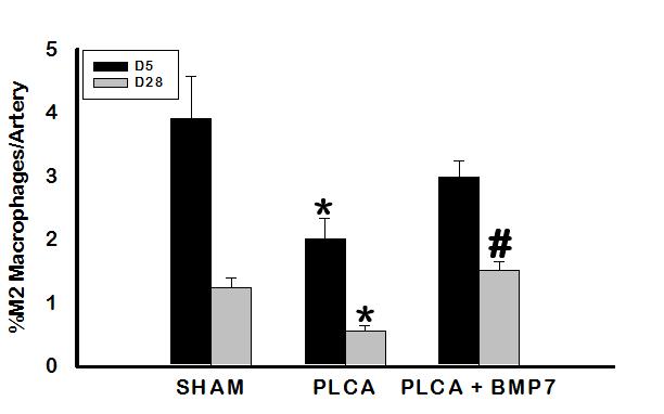 By D28 (right), there were significantly more M2 macrophages in PLCA + BMP7 animals compared to PLCA animals. PLCA animals also had significantly less M2 macrophages compared to SHAM animals at D28.