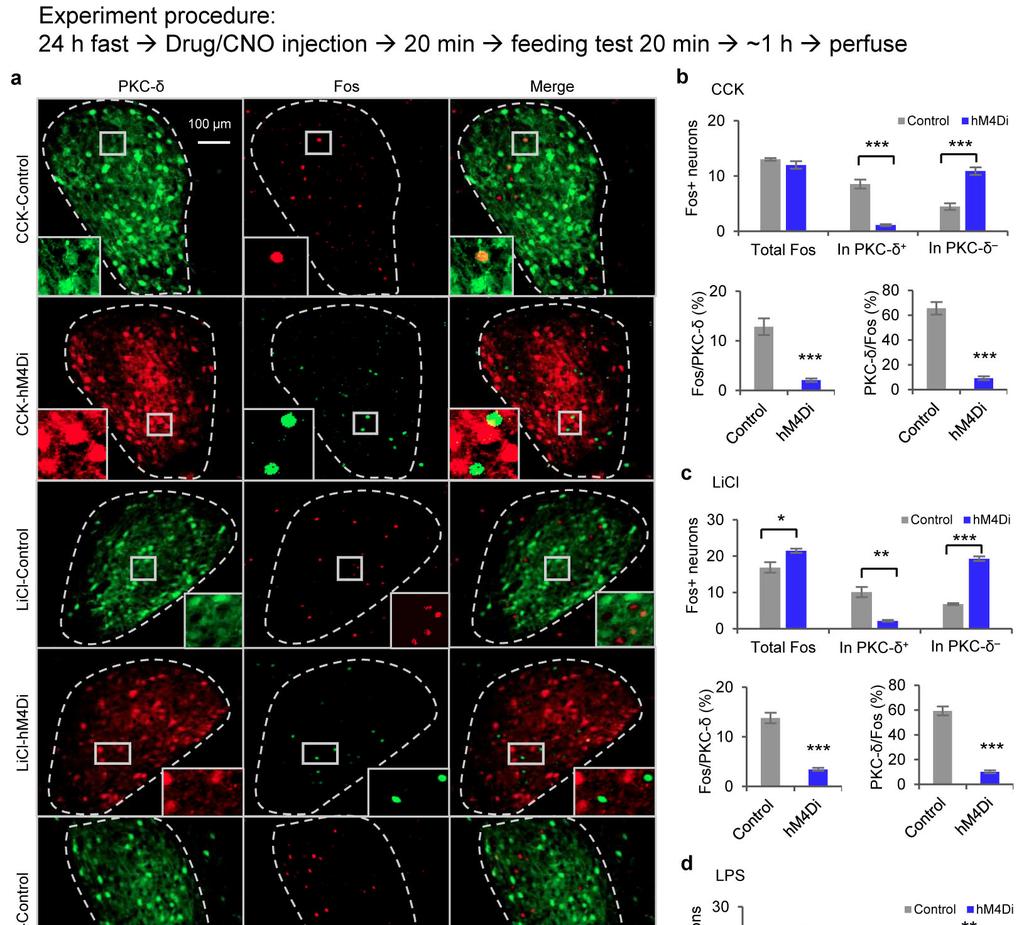 Supplementary Figure 2 + CEl c-fos analysis after silencing CEl PKC-δ neurons in response to CCK, LiCl or LPS a.