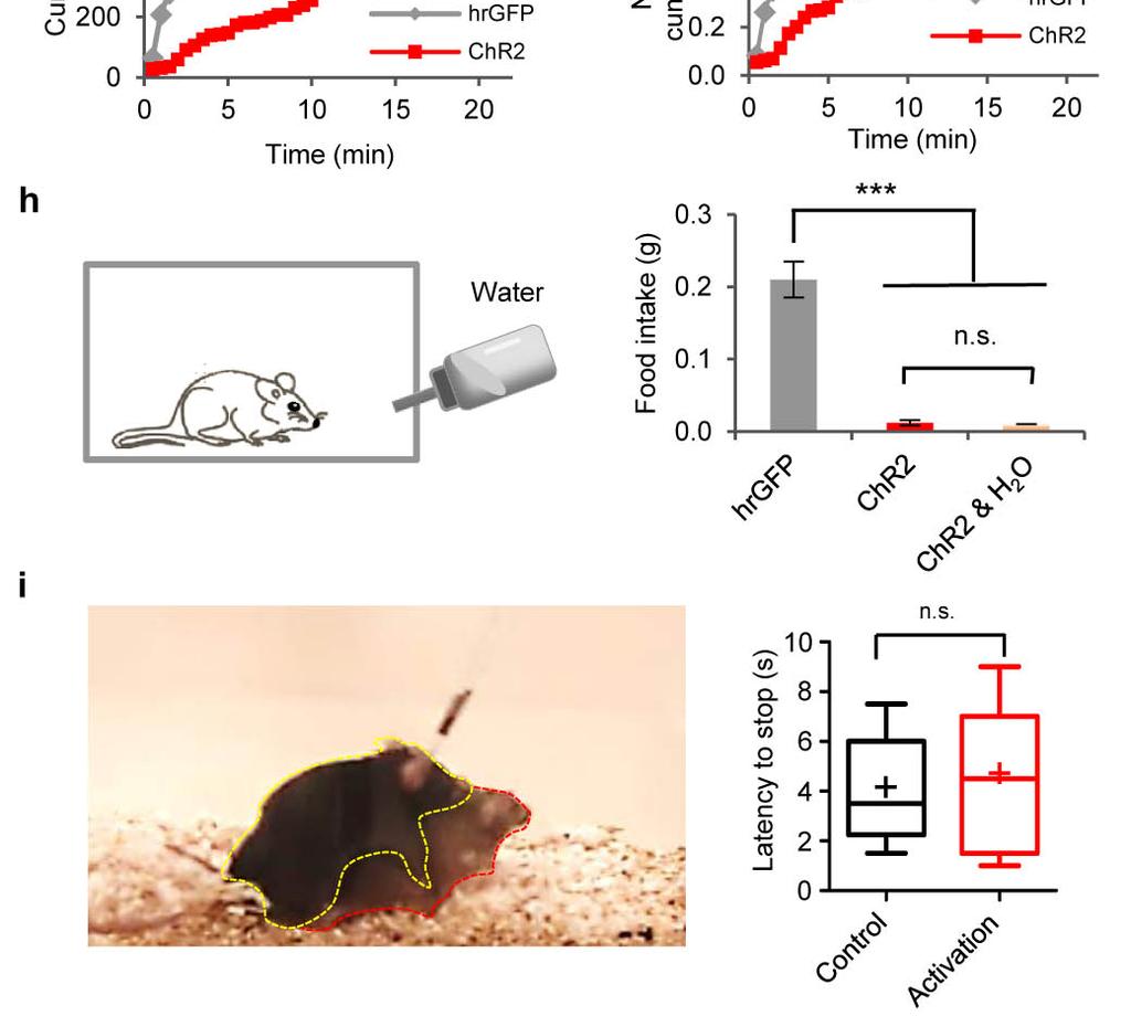Supplementary Figure 3 Taste sensitivity, drinking and mounting behaviors a-b, Taste sensitivity is not affected by hm4di-dreadds silencing of CEl PKC-δ + neurons.
