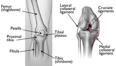 In addition to the broken bone, soft tissues (skin, muscle, nerves, blood vessels, and ligaments) may be injured at the time of the fracture.