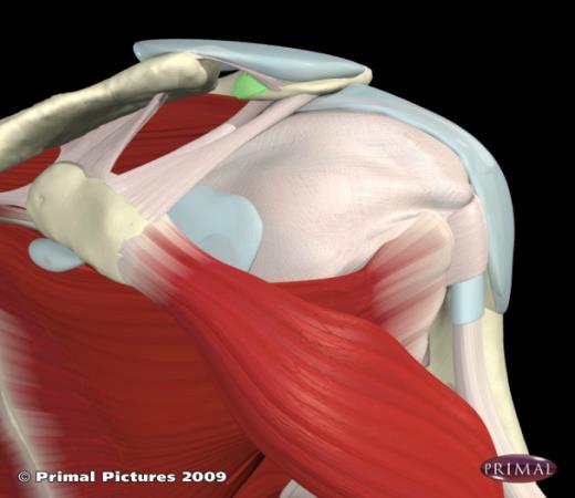 Acromioclavicular joint Seated or supine, arm at