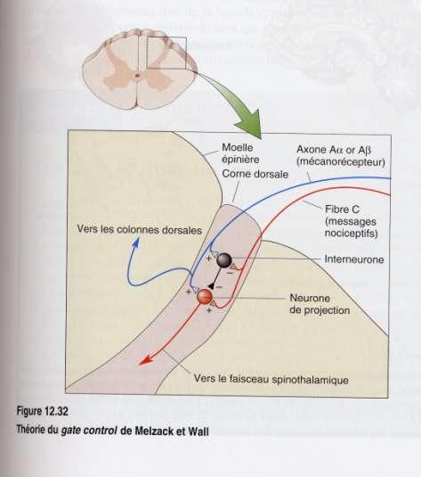 Segmental control of pain: «Gate Control» (Melzack et Wall) We have at any time in the dorsal horn a balance between nerve impulses from the myelinated