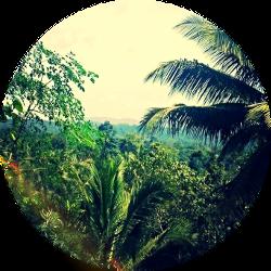 Jungle & Mountains: Udayagiri Retreat Tholpetta,