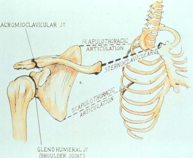The Shoulder Sternoclavicular joint