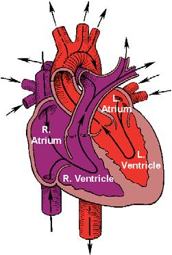 The Human Heart Four chambers: right and left atria, and right and left ventricles Electrical