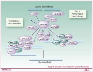 BRCA1 / BRCA2 & Survival Outcome Homologous Recombination Pooled analysis of 26