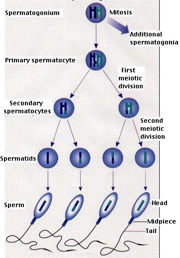 Spermatogenesis: The production of sperm in the testes