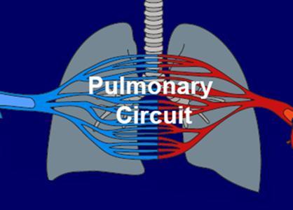 Metaloproteinases pulmonary