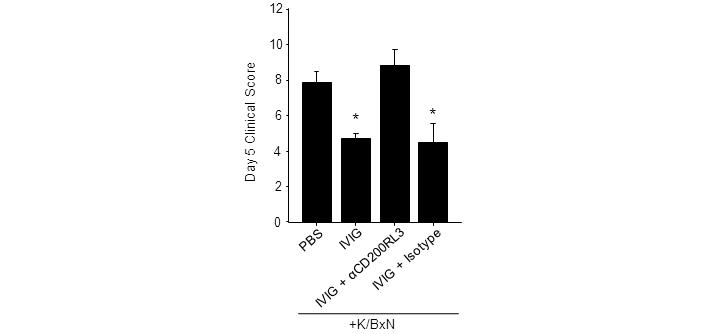 Supplementary Figure 11. α-cd200rl3 treatment obscures IVIG anti-inflammatory activity. Wild type mice were treated with K/BxN sera and IVIG (1g/kg).