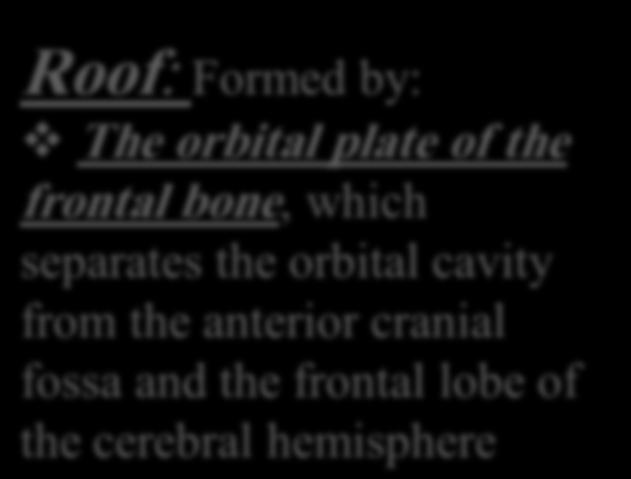 the orbital cavity from the anterior
