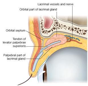 It is situated above the eyeball in the anterior and upper part of