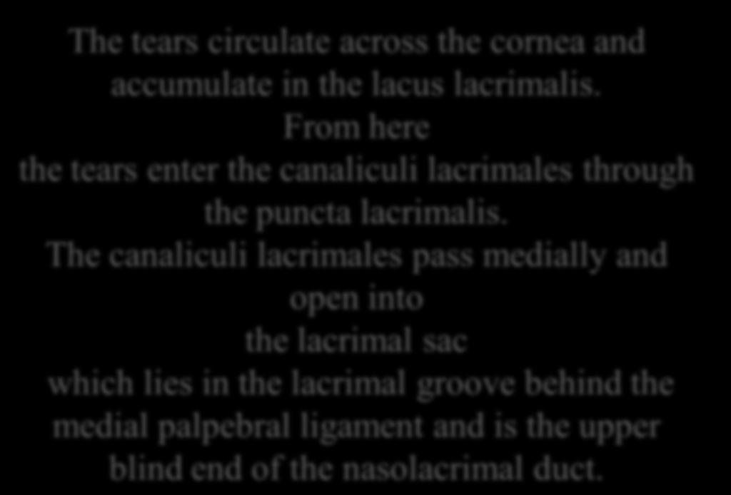 Lacrimal Ducts The tears circulate across the cornea and accumulate in the lacus lacrimalis.