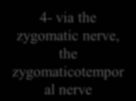 5-finally the lacrimal nerve 4- via the zygomatic nerve, the