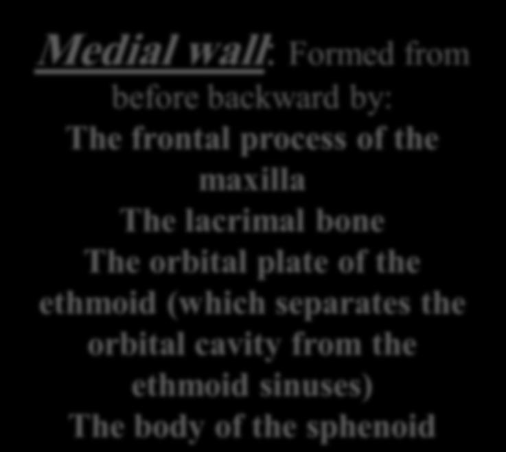 Medial wall: Formed from before backward by: The