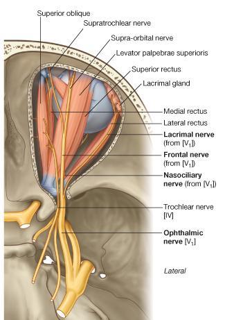 Frontal Nerve The frontal nerve arises from the