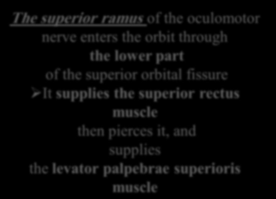 Oculomotor Nerve The superior ramus of the oculomotor nerve enters the