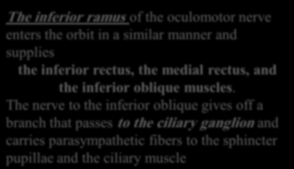 enters the orbit in a similar manner and supplies the inferior rectus,