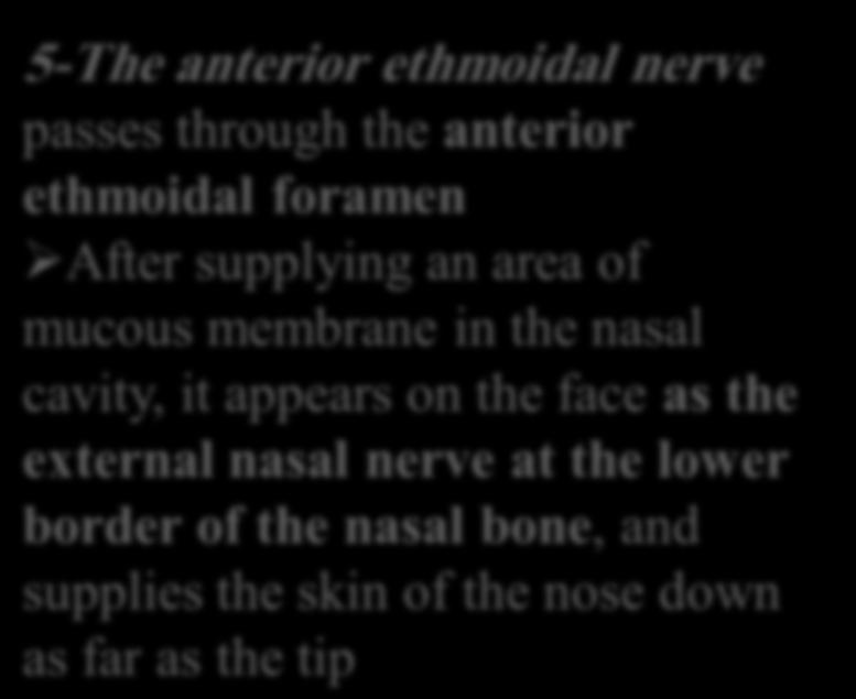 3-The posterior ethmoidal nerve supplies the ethmoidal and sphenoidal air sinuses 4-The infratrochlear nerve supplies the skin of the medial part of the upper eyelid and the adjacent part of the nose