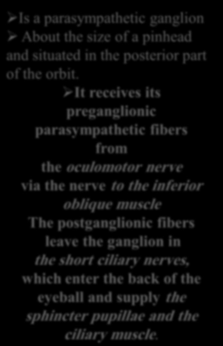 Ciliary Ganglion Is a parasympathetic ganglion About the size of a pinhead and situated in the posterior part of the orbit.