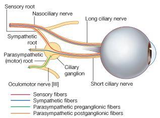 postganglionic fibers leave the ganglion in the short ciliary nerves, which enter the back of the eyeball and supply the sphincter pupillae