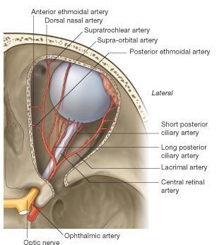 Ophthalmic Artery is a branch of the internal carotid artery It enters the orbit through the optic canal