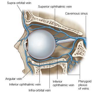 Ophthalmic Veins The superior ophthalmic vein communicates in front with the facial vein The inferior ophthalmic vein communicates through the