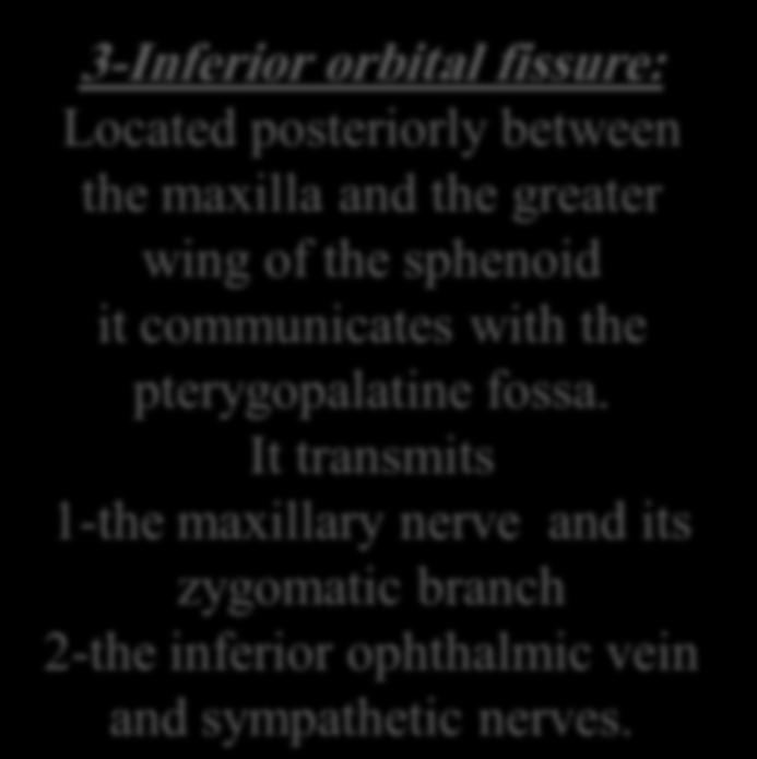 3-Inferior orbital fissure: Located posteriorly between the maxilla and the greater wing of the sphenoid