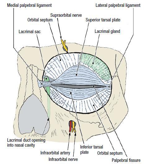 3- Palpebral fascia The framework of the