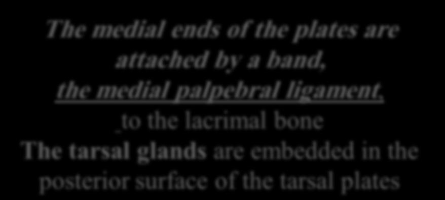 attached by a band, the lateral palpebral