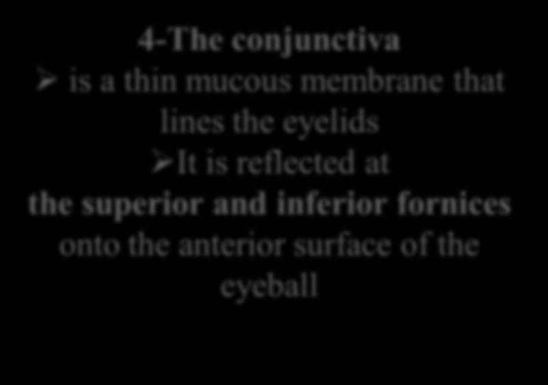 4-The conjunctiva is a thin mucous membrane that lines the eyelids It is reflected at the