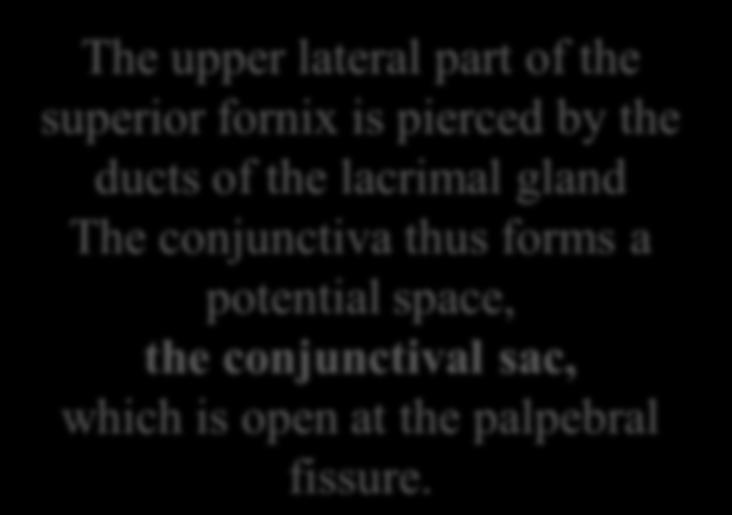 part of the superior fornix is pierced by the ducts of the lacrimal gland The conjunctiva