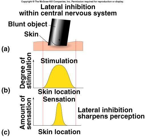 *Example for sharpening of sensation by lateral inhibition: When a blunt object touches the skin, a number of receptive fields are stimulated.