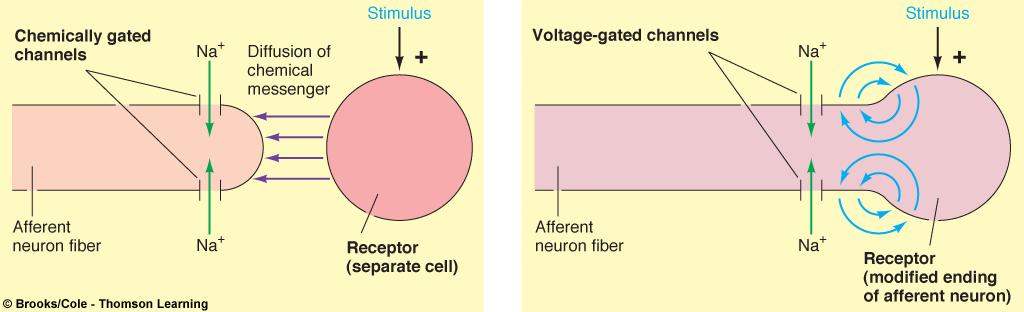 - How the potential of sensory receptor happens? There are two types of sensory potential: 1) Generator potential: when the receptor area is the terminal of the afferent neuron.